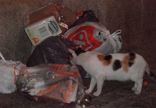 This tortoiseshell (calico) cat is the alpha female of the trash collection point outside my front door.  
