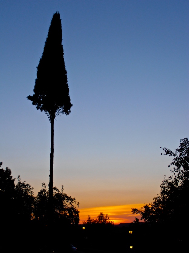 Sunset & Tree